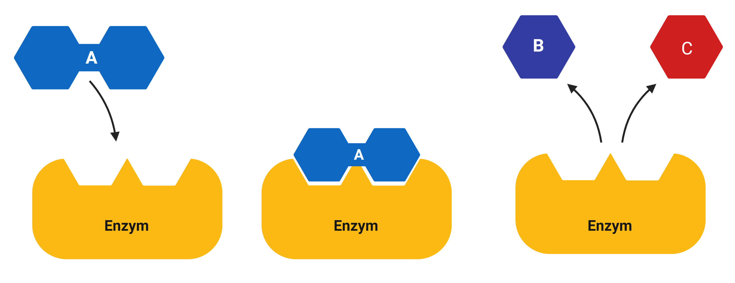Enzym