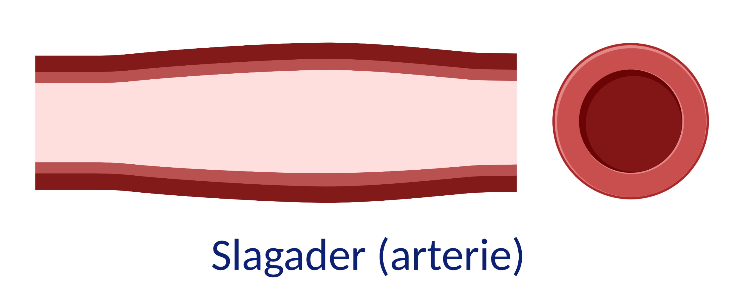 slagader of arterie