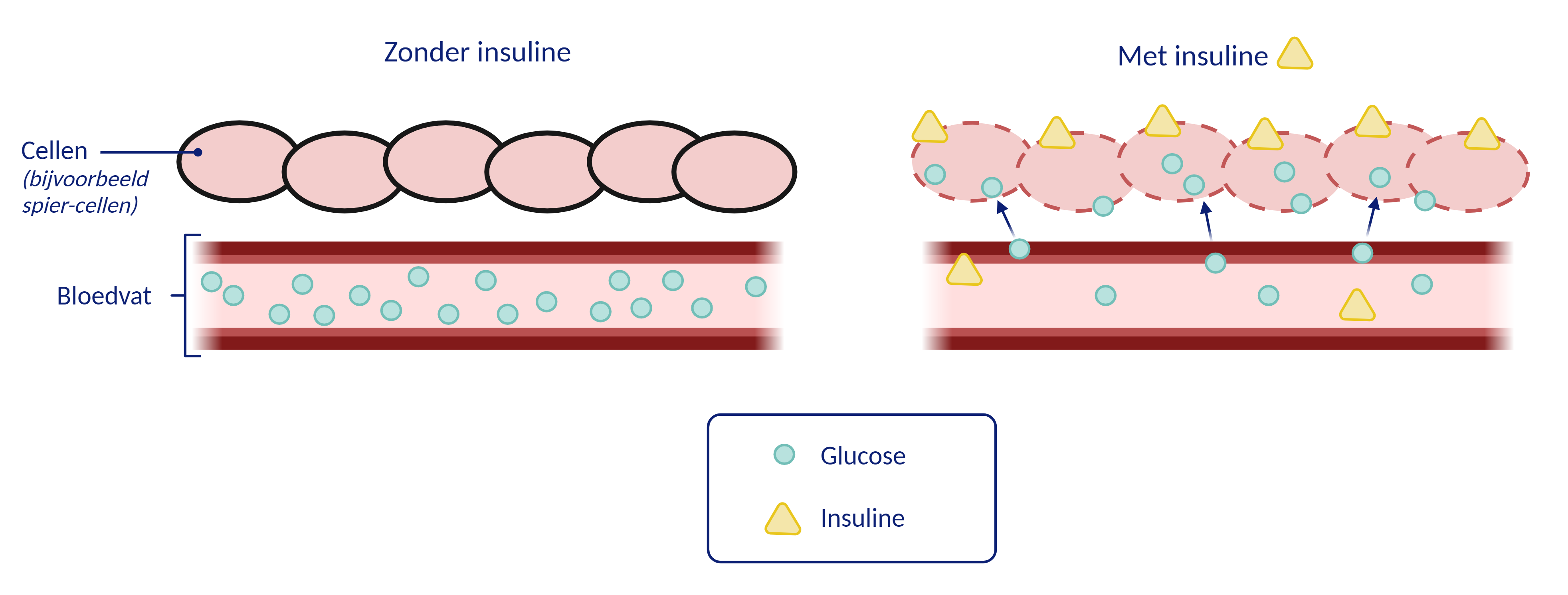 Hoeveelheid glucose 