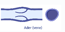 ader (vene)