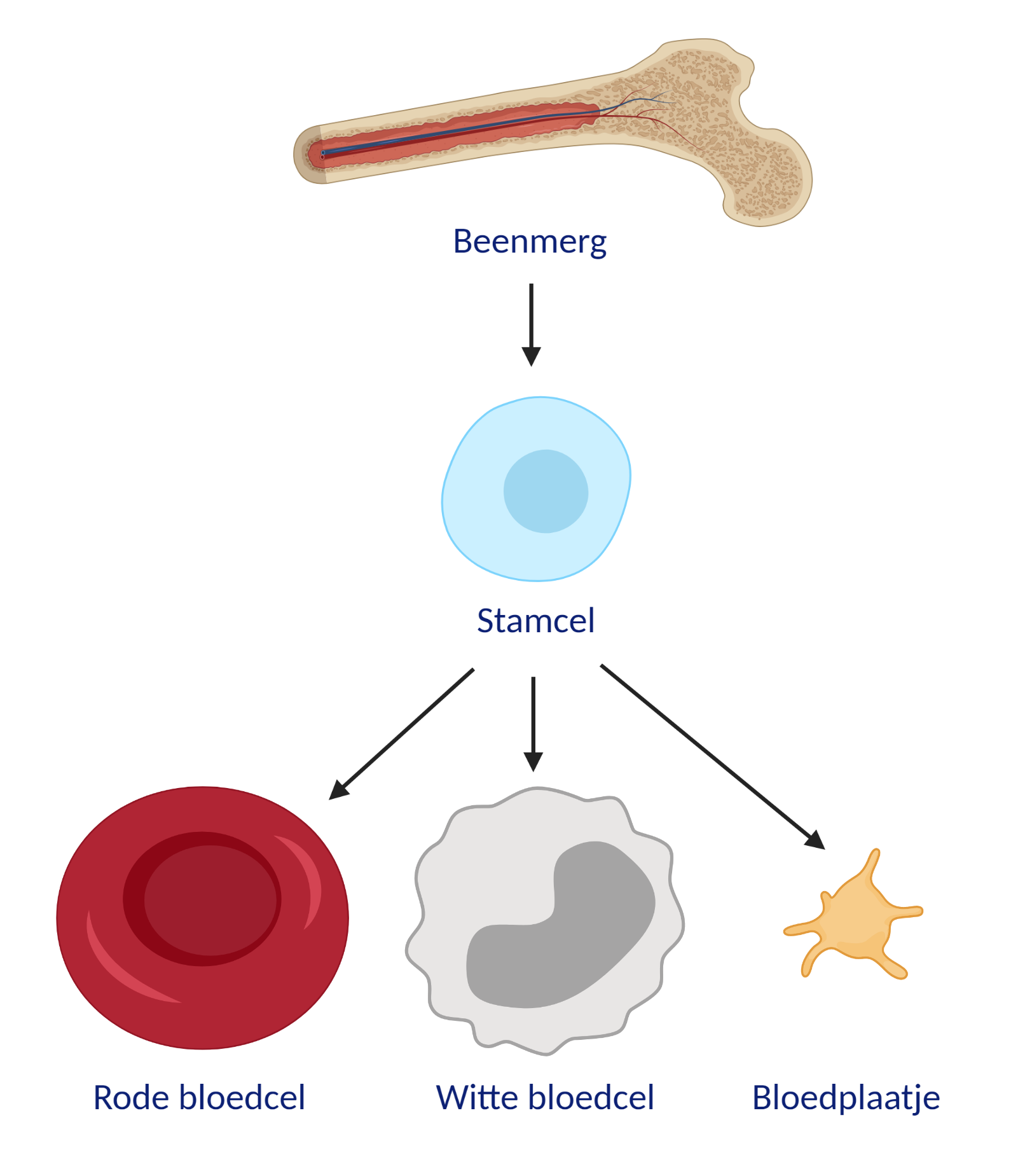 Stamcellen in het beenmerg kunnen zich delen in verschillende bloedcellen: rode bloedcellen, witte bloedcellen en bloedplaatjes