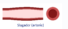 Slagader arterie