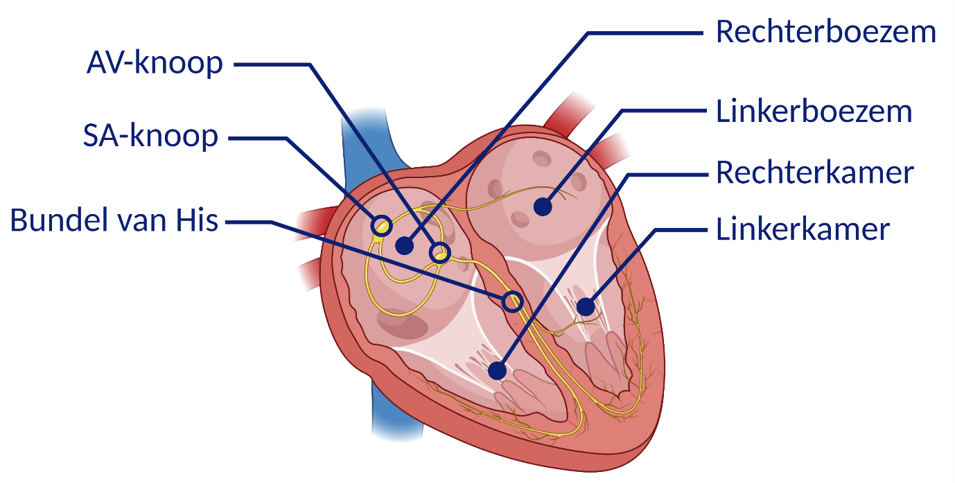geleiding van het hart via AV-knoop, SA-knoop en de bundel van His