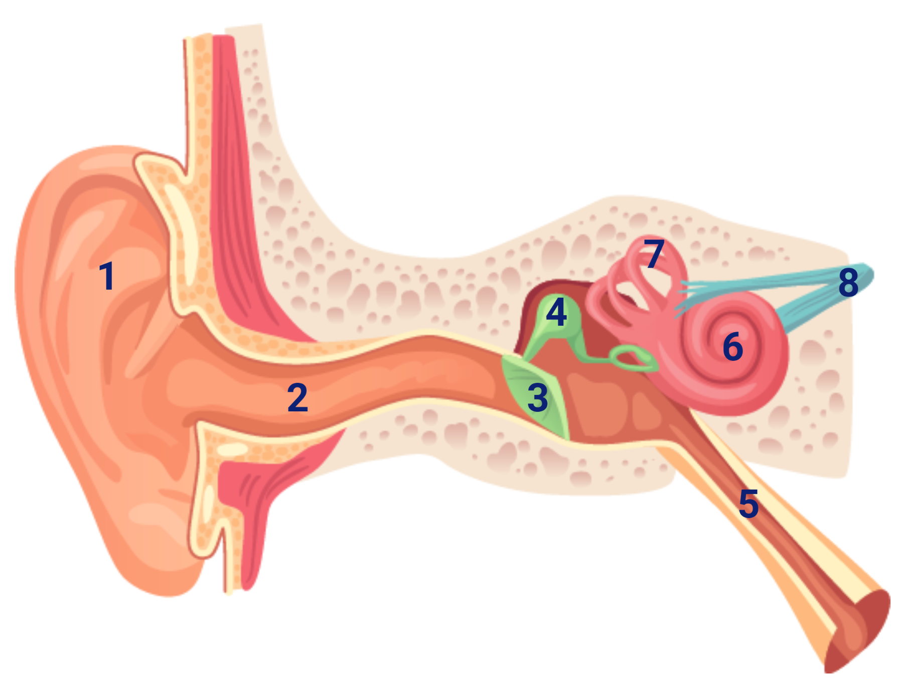 anatomie van het oor