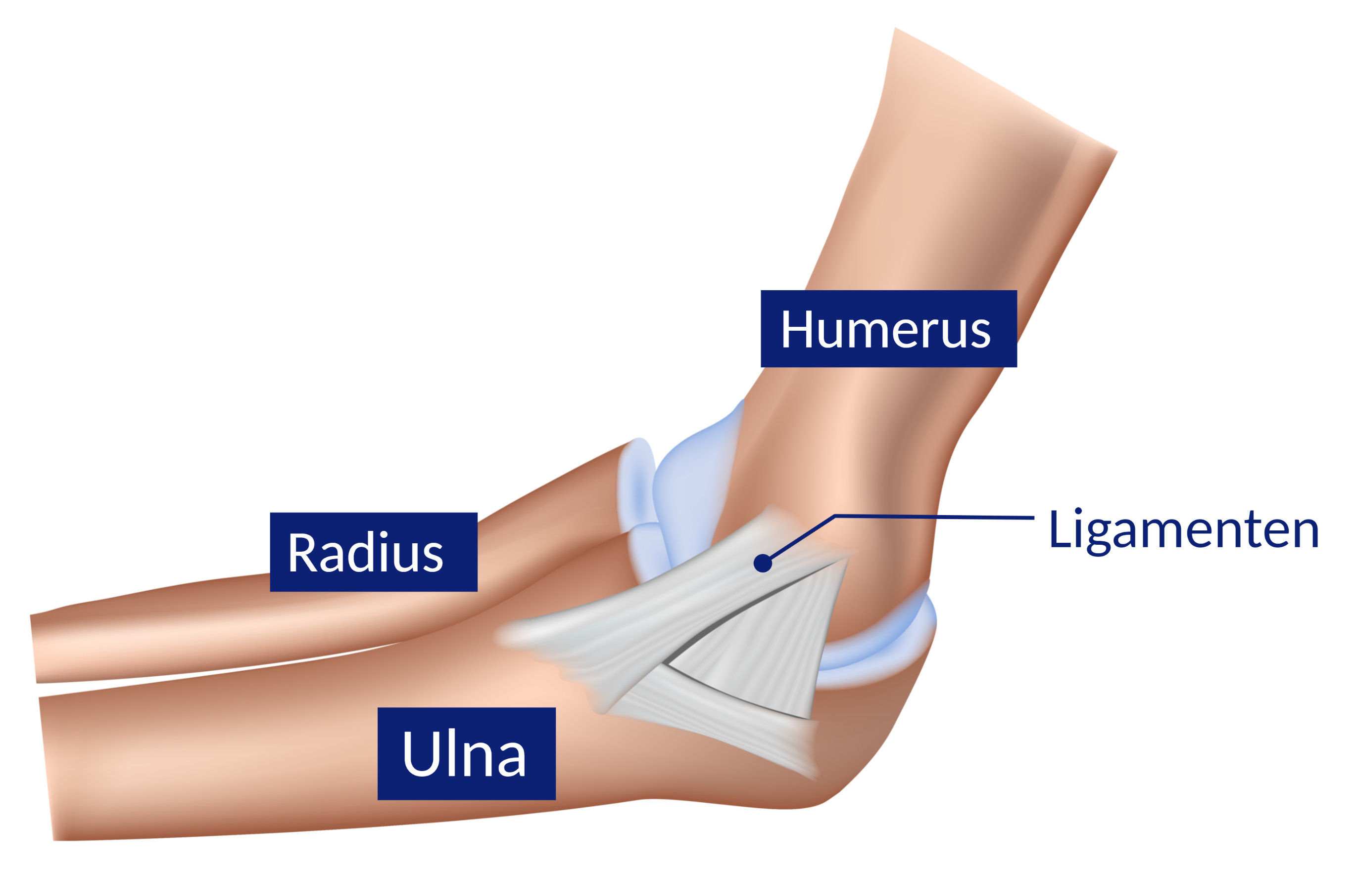 ligamenten van de elleboog