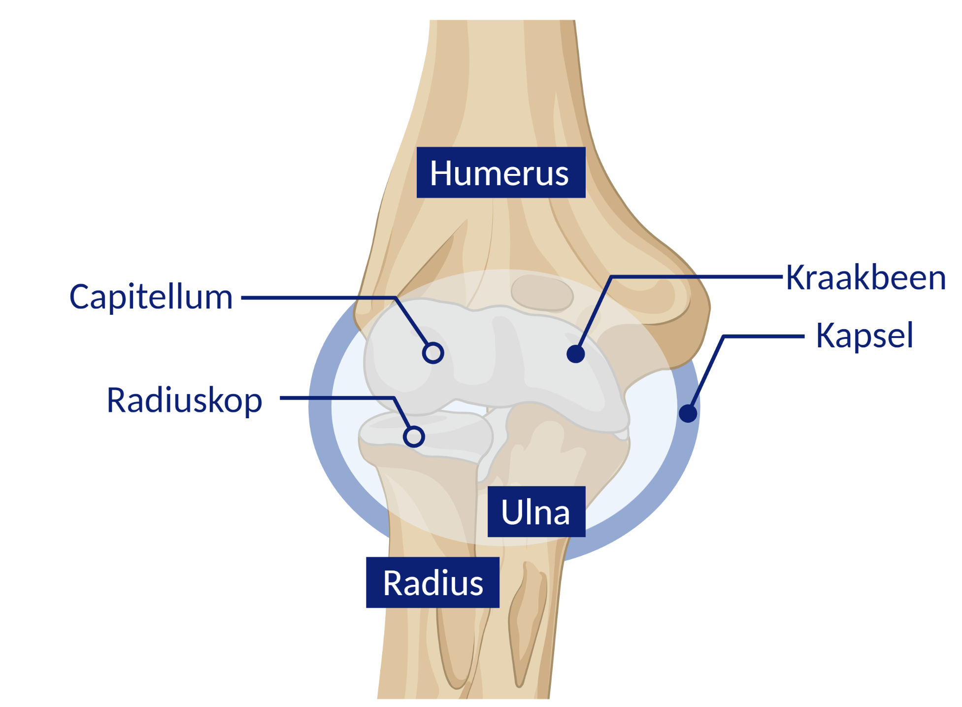 Elleboog anatomie 
