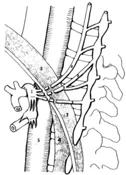 anatomie bovenbuik