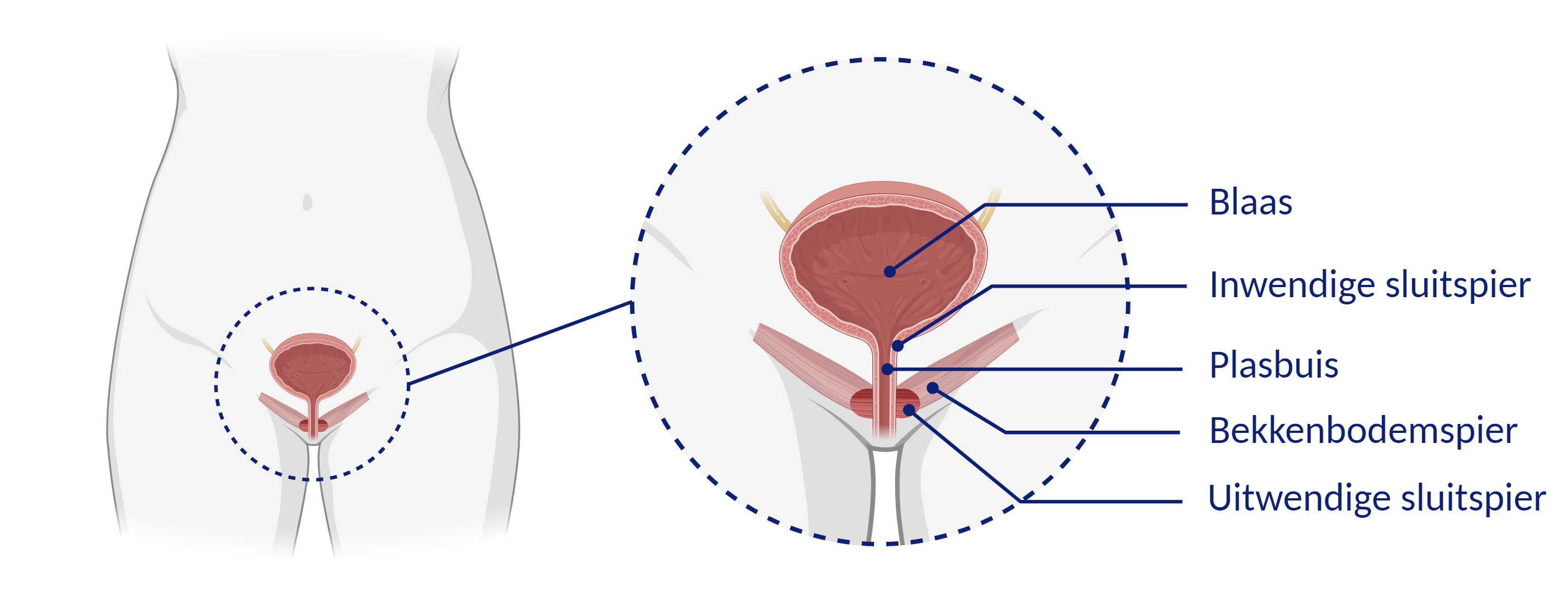 De blaas, sluitspieren, bekkenbodemspieren en plasbuis