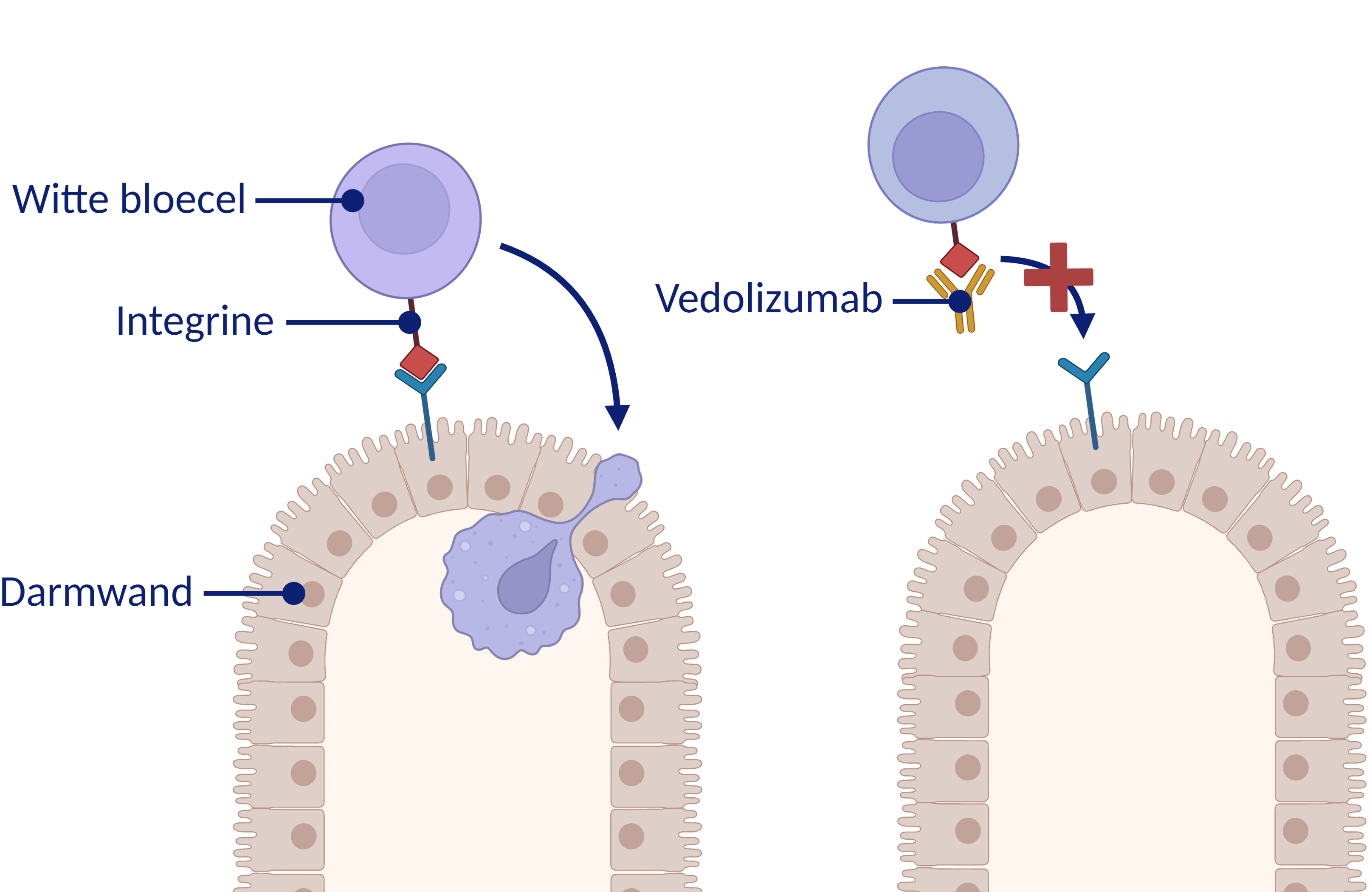 de werking van vedolizumab